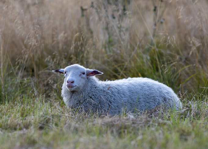Sheep