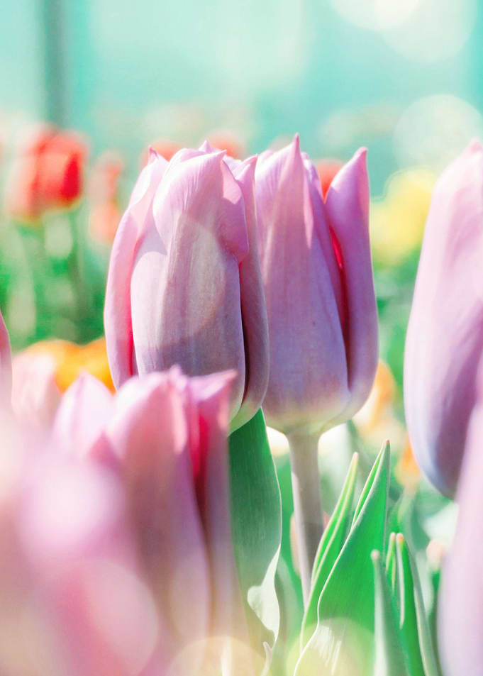 Tulips field 2