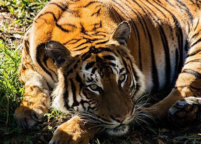Zooey the Tiger wakes up