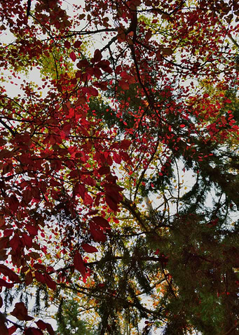 Autumn Leaves Abstract