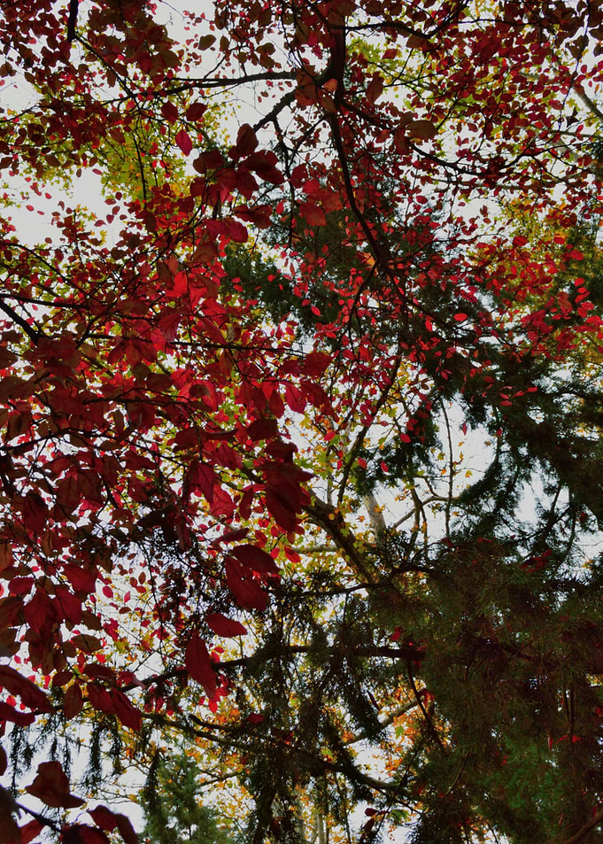 Autumn Leaves Abstract