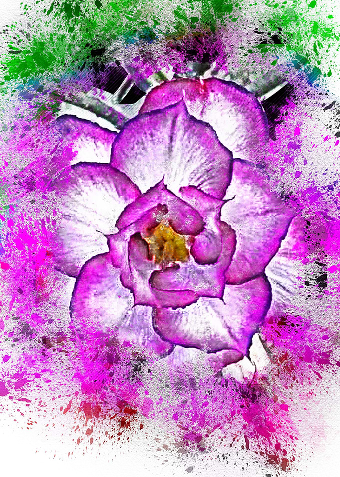 Adenium Solo The Purple