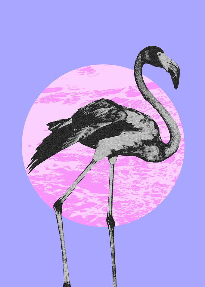 Flamingo