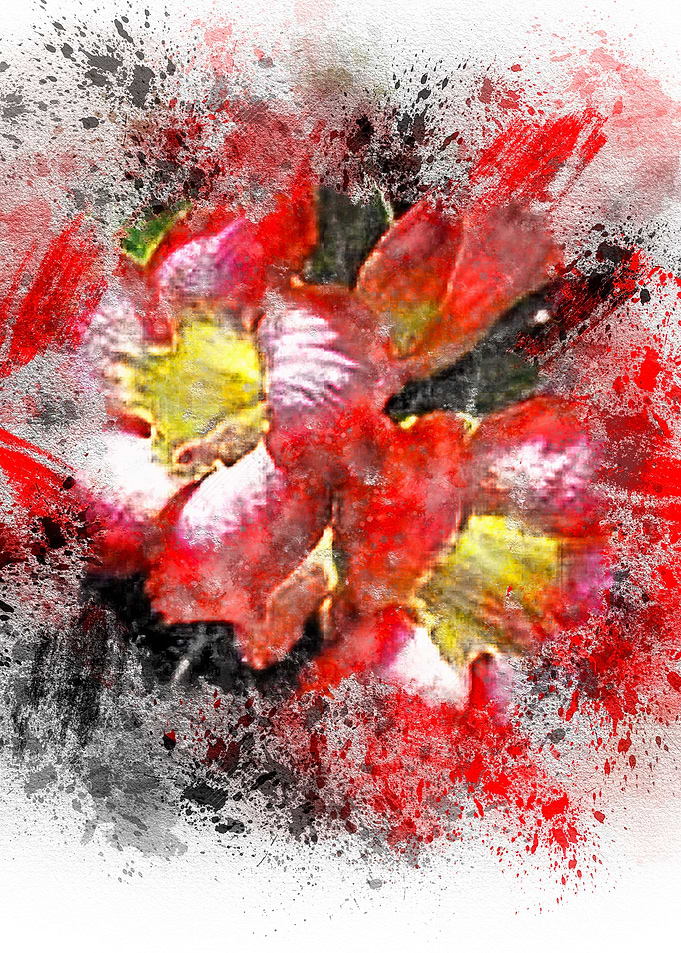 ADENIUM prakaydaow Flower