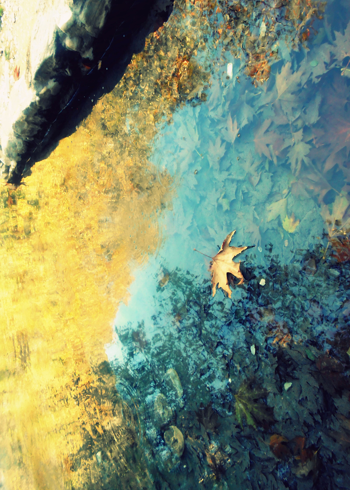 Autumn leaf fallen in lake