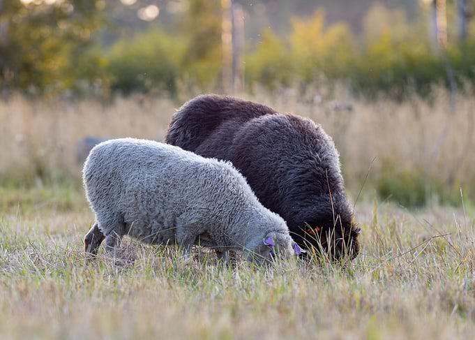 Two Sheeps
