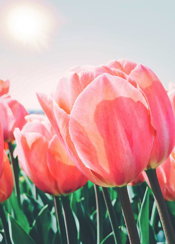 Tulips field 3