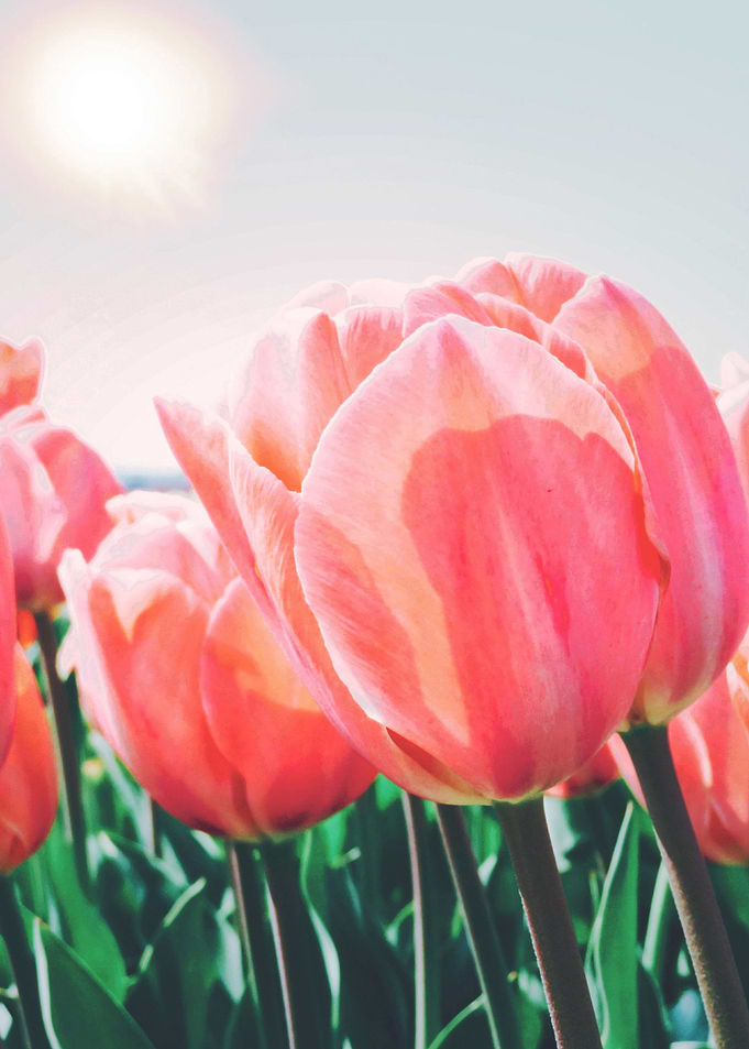 Tulips field 3