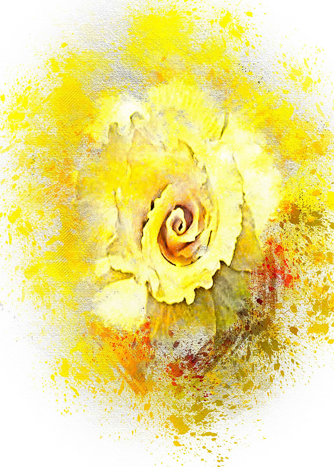 yellow flowers bloom