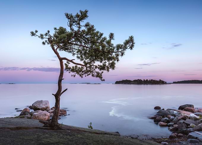 Solitary tree
