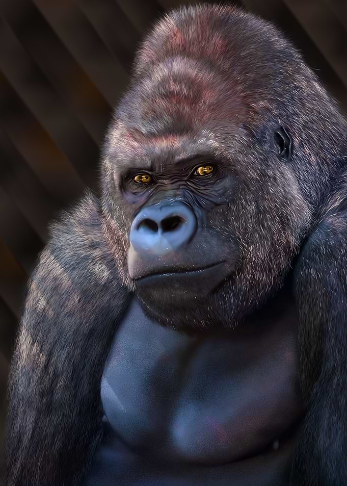 Gorilla