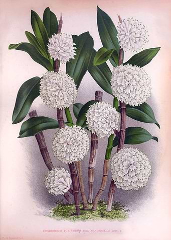 Vintage White Orchid