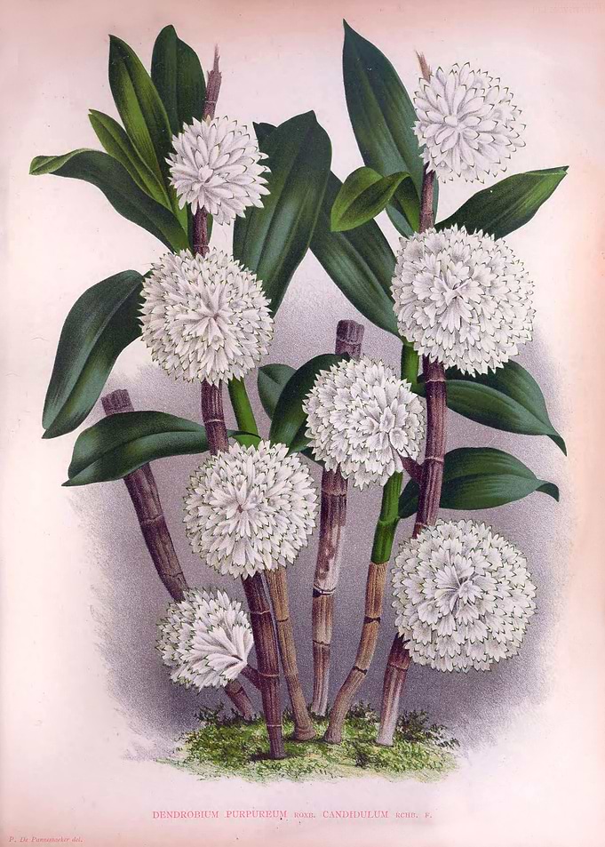 Vintage White Orchid