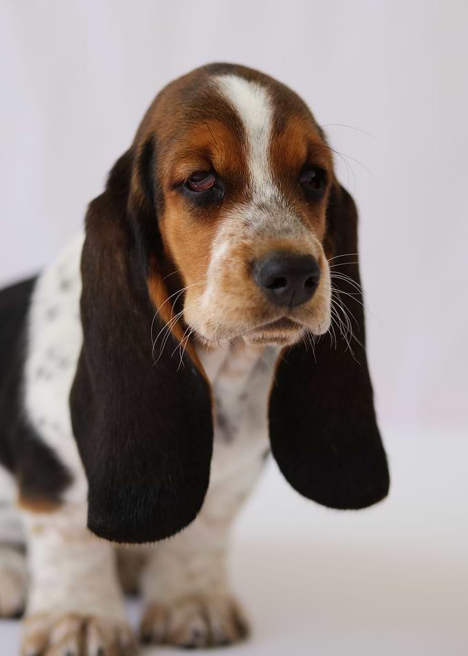 Hush Puppy