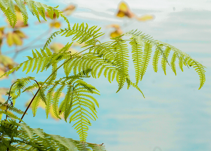 Fern leqves