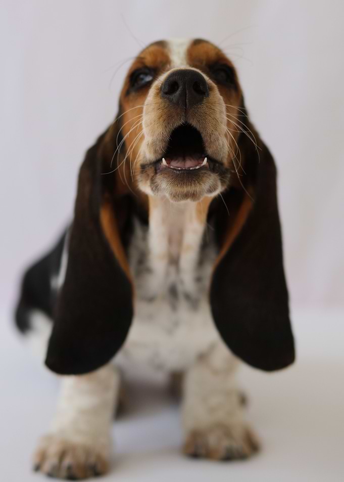 Hush Puppy