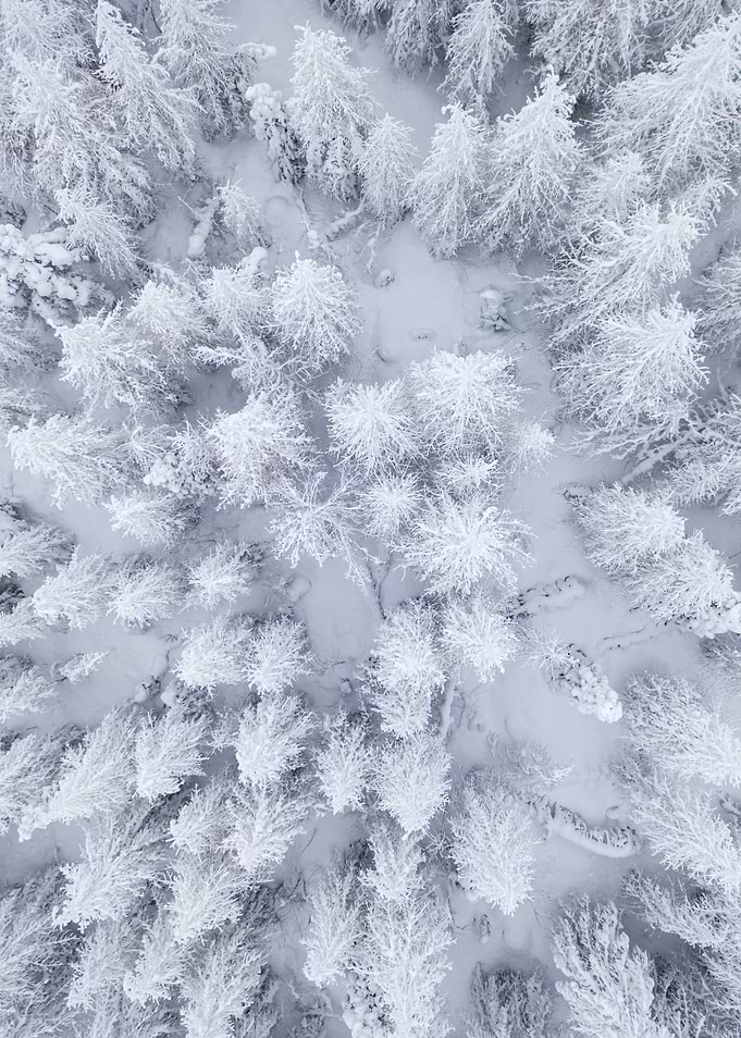 Winter forest from above