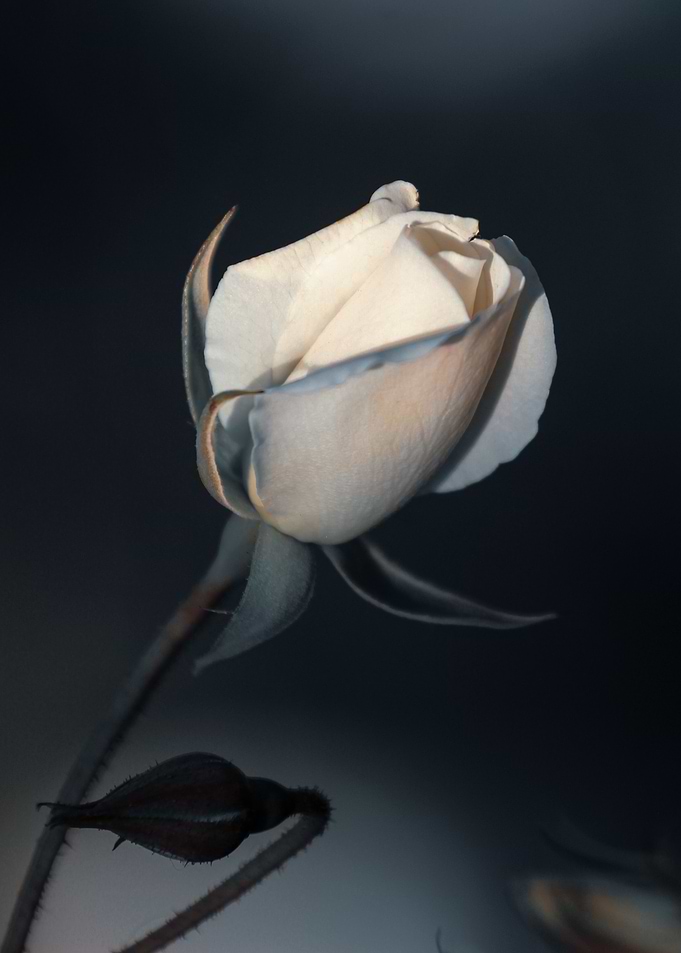 White rose