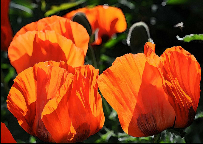 poppies flowers