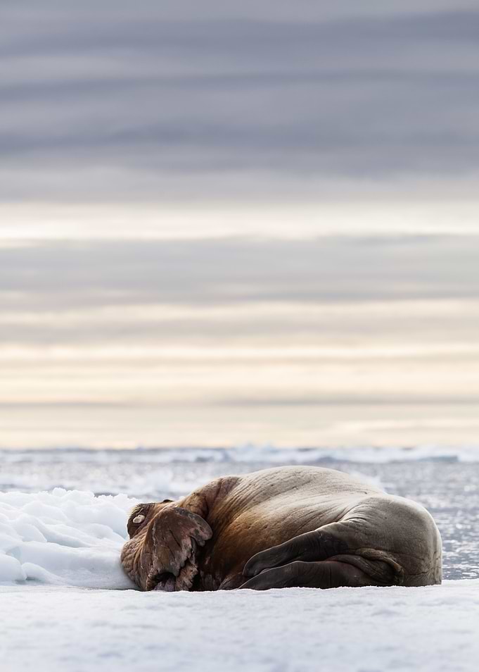 Sleeping walrus
