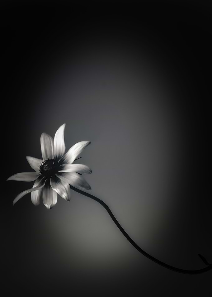 Black Eyed Susan