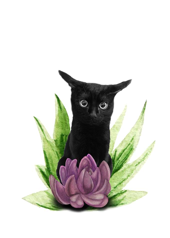The surprised cat