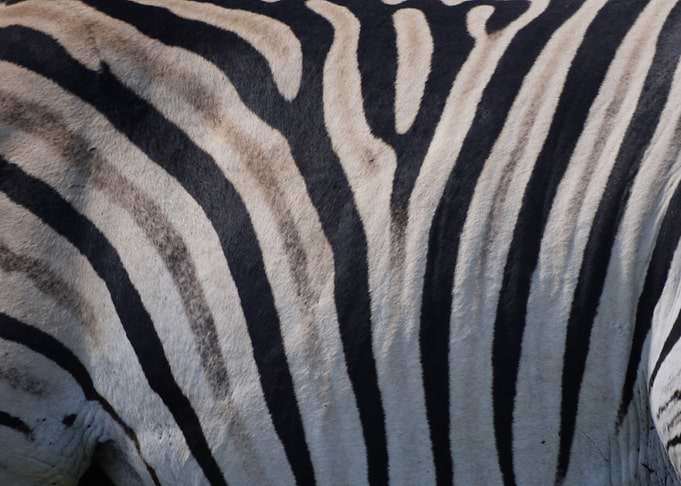 Zebprint