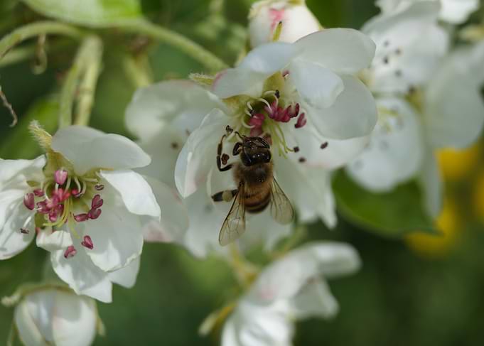 Bee time