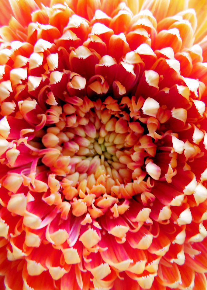 Orange Germini Closeup