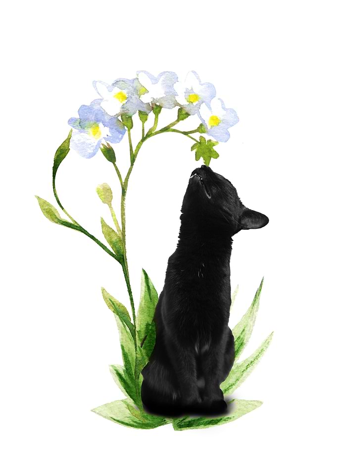 The Sniffing Cat