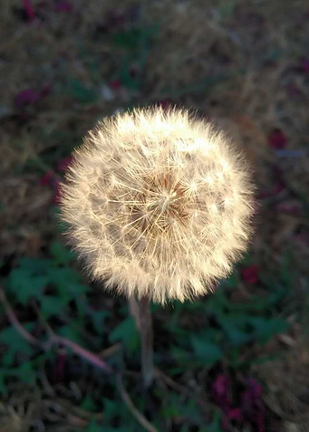 Dandylion Full Mane