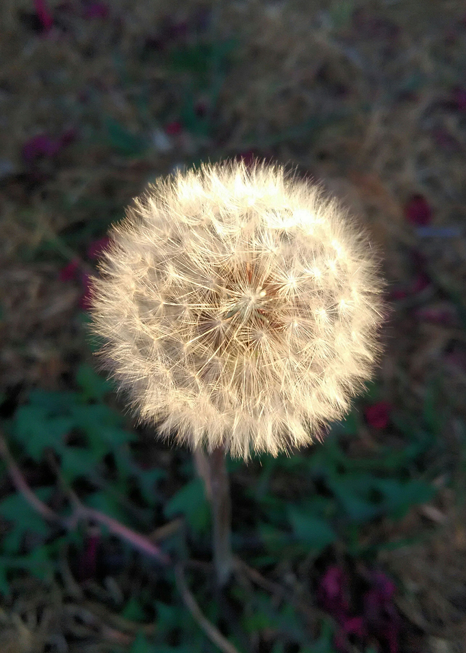 Dandylion Full Mane