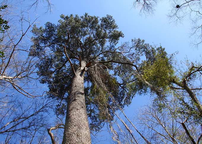 Large tree inspirational