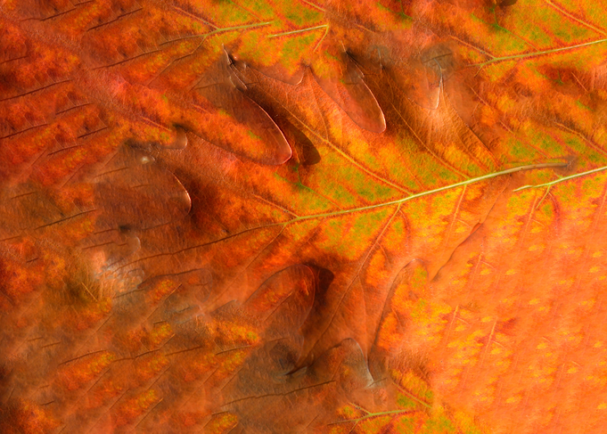 leaf 3