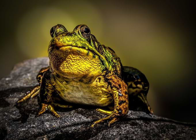 Bullfrog Smile