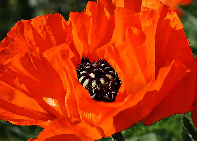 poppies flower