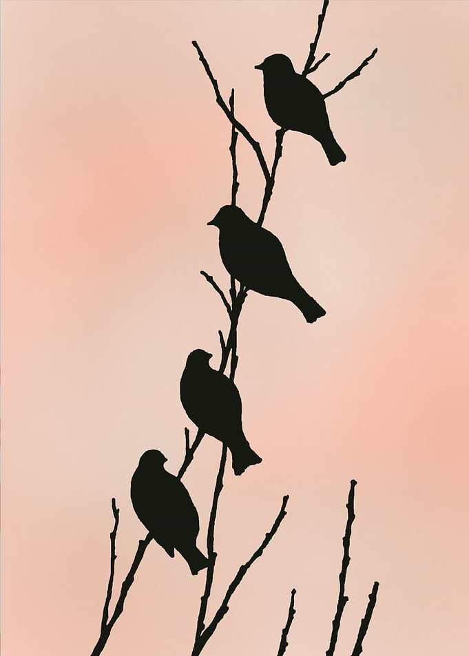 Birds