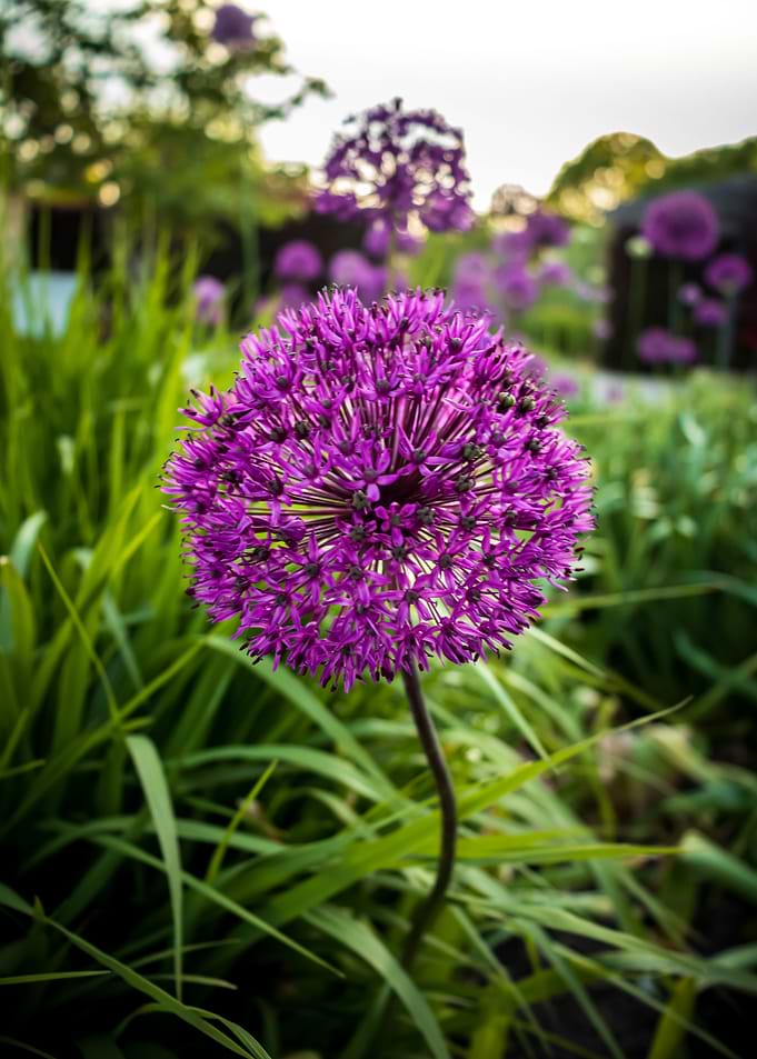Allium During Spring