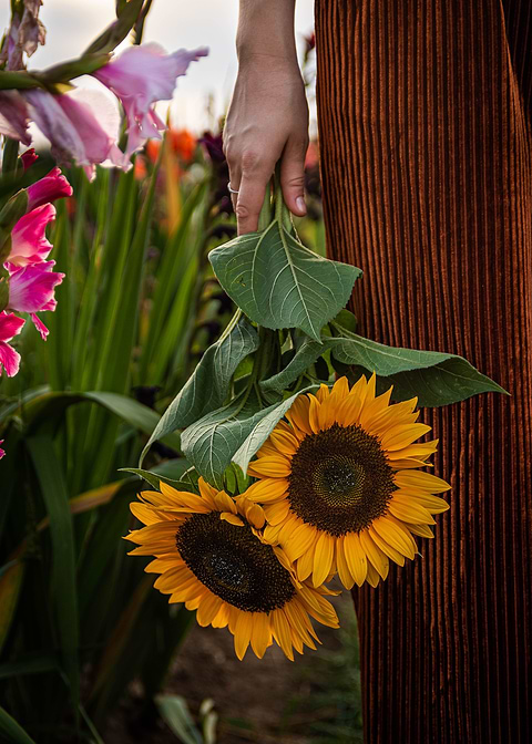 Sunflower