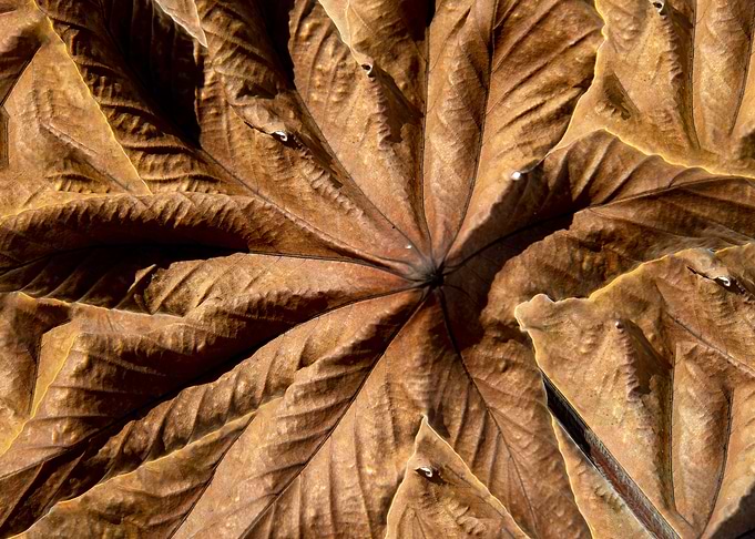 leaf 8