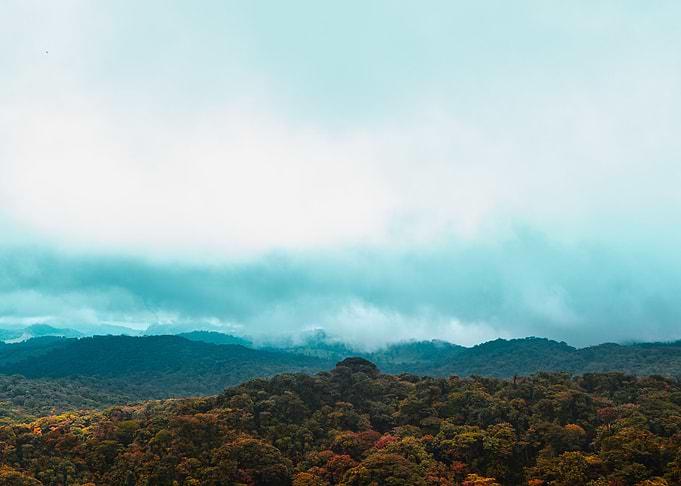 Mountain Cloud Forest