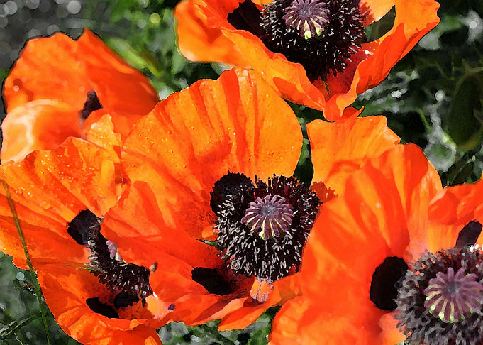 poppies painting style