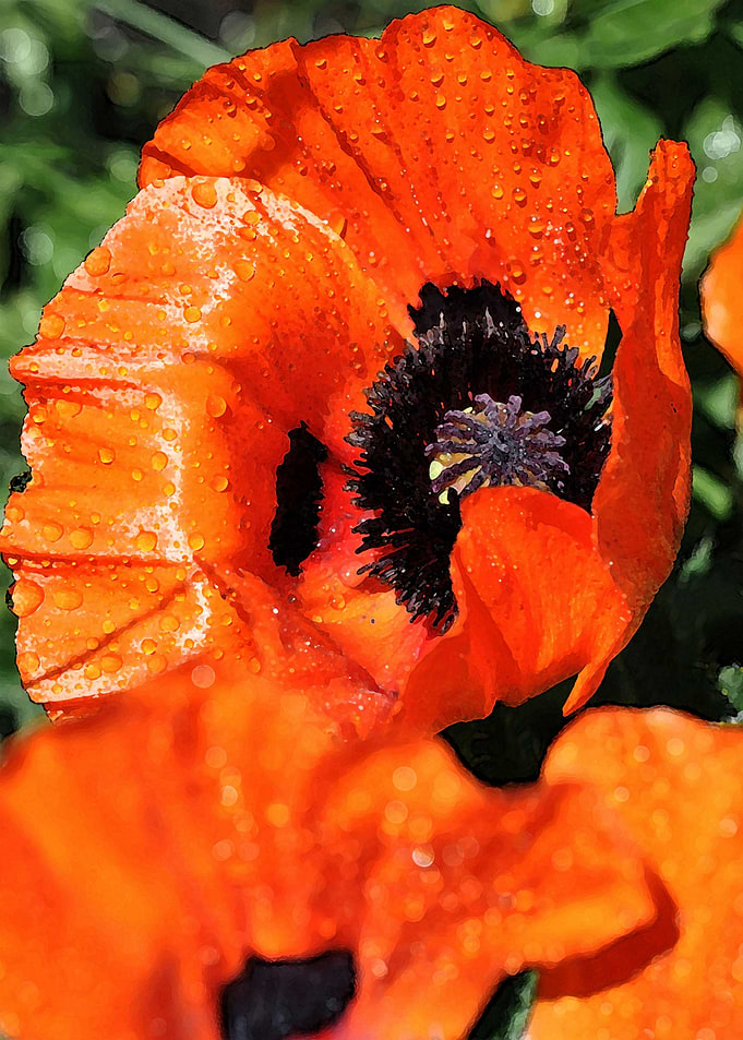 poppies painting style
