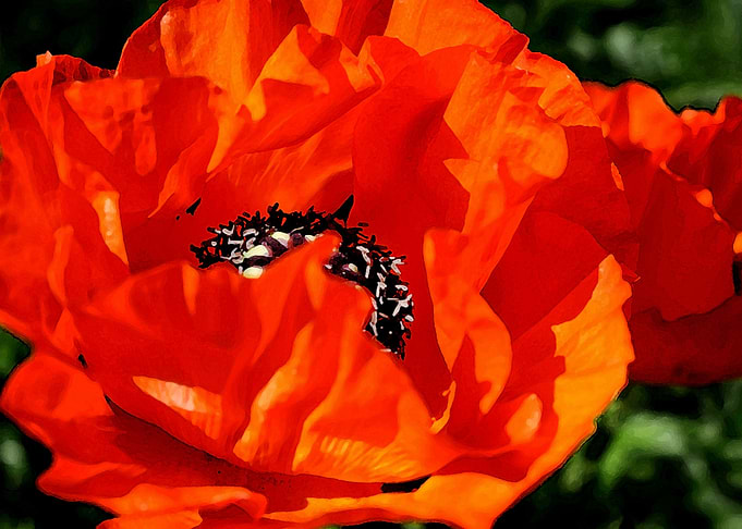 poppies blossom