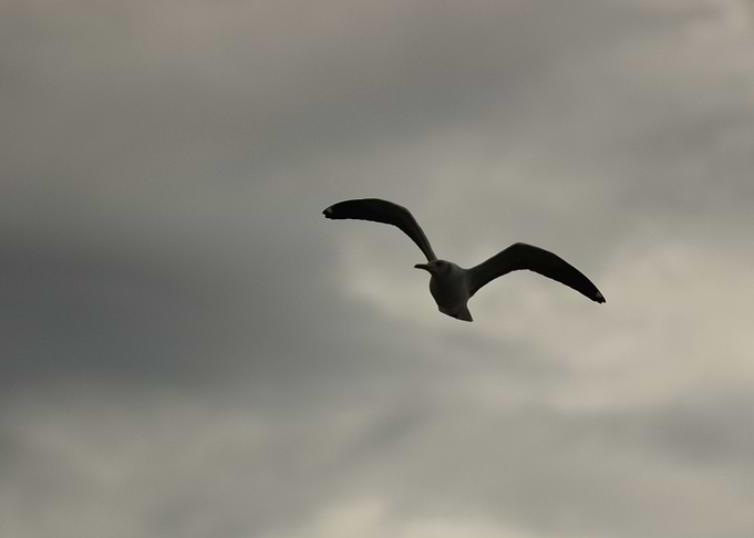 Flying free