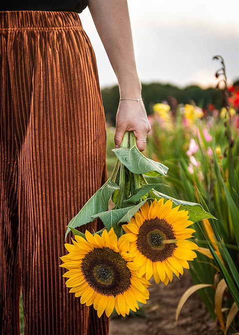 Sunflowers