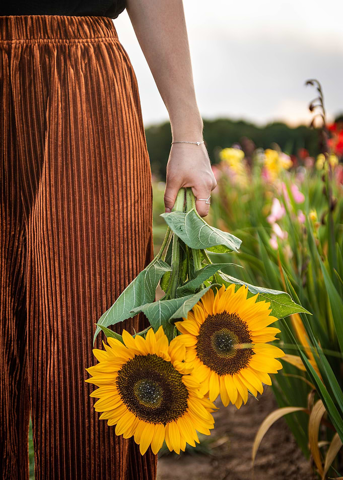 Sunflowers