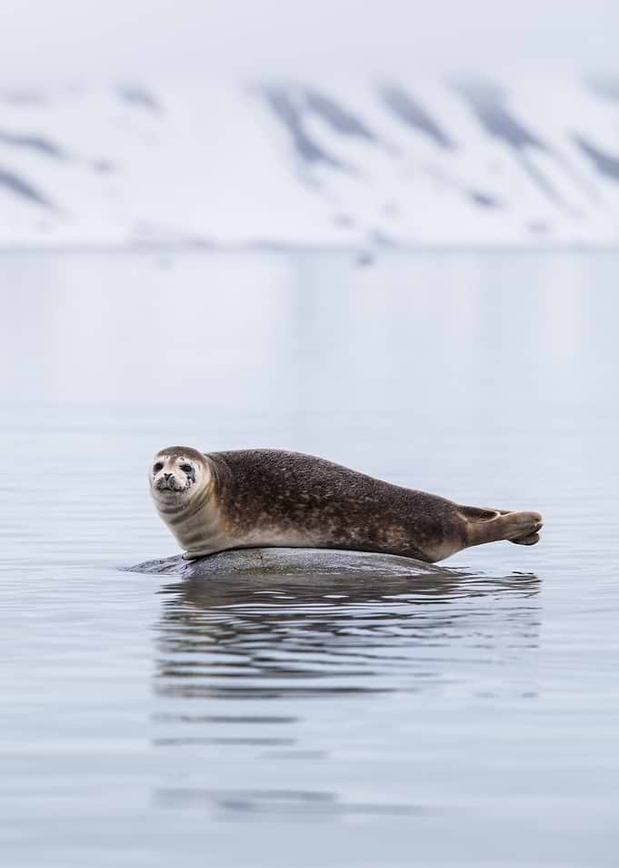 Chilling seal