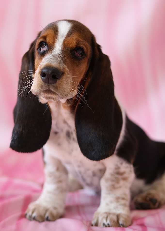 Hush Puppy