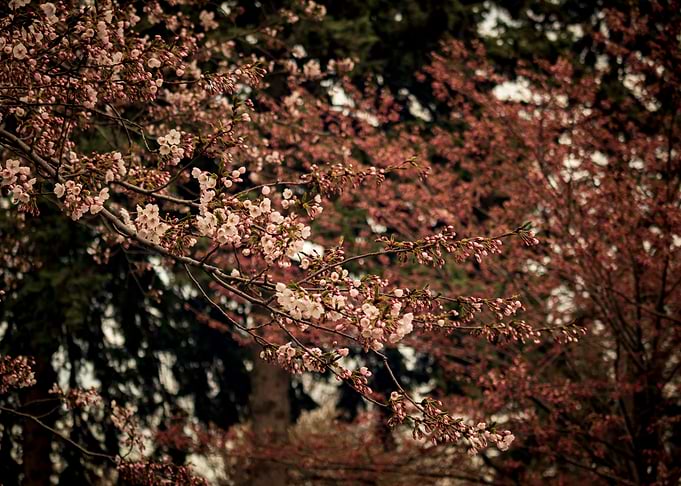 Toronto Cherry Blossoms